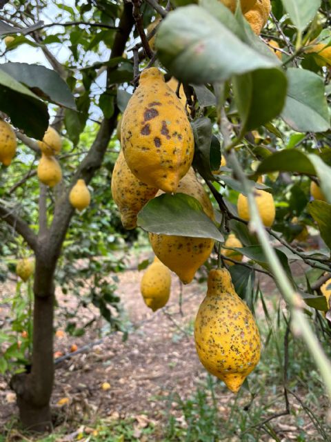 El CGC apoya a la CE y lamenta la ofensiva inédita de Sudáfrica en la OMC tras tantos y tan graves riesgos en sanidad vegetal - 1, Foto 1