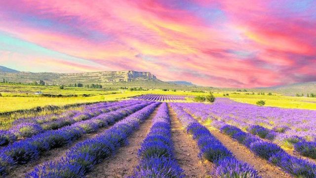 Moratalla celebra la floración de la lavanda con la novedad del Tren de la Floración, así como diferentes rutas y experiencias sensoriales Moratalla celebra la floración de la lavanda con la novedad del Tren de la Floración, así como diferentes rutas y experiencias sensoriales