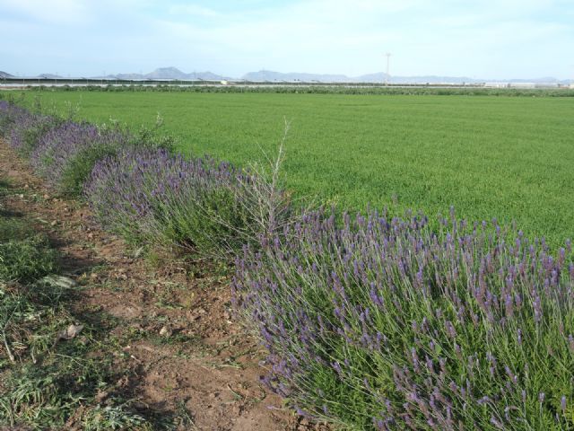 El IMIDA anima a plantar en las explotaciones agrícolas de la Región setos y estructuras vegetales creadas con especies autóctonas - 1, Foto 1