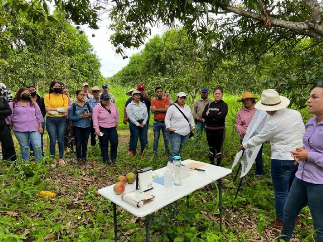 Nayarit se convierte en capital del conocimiento para la industria del mango - 2, Foto 2