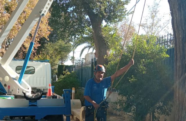 Un arborista realiza un seguimiento a los ejemplares susceptibles de sufrir fatiga y estrés térmico en Lorca - 1, Foto 1