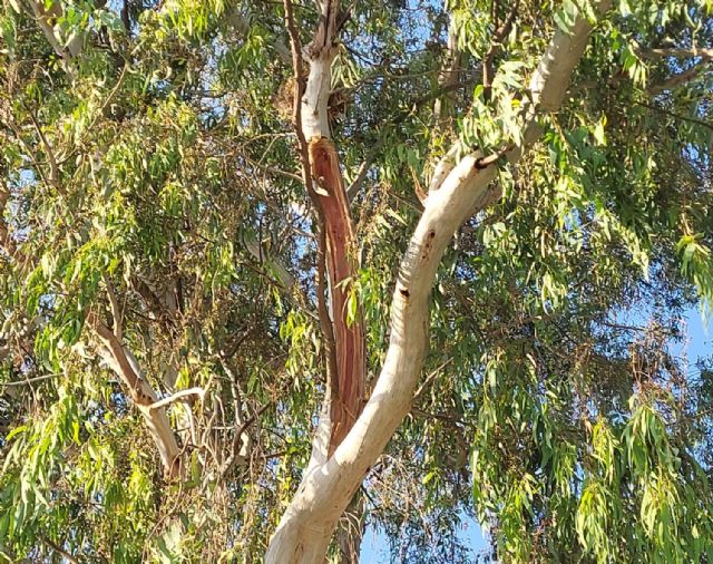 Un arborista realiza un seguimiento a los ejemplares susceptibles de sufrir fatiga y estrés térmico en Lorca - 2, Foto 2