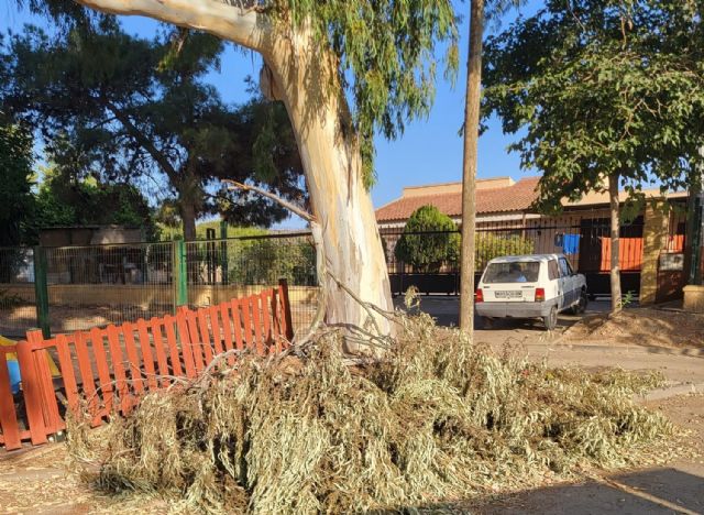 Un arborista realiza un seguimiento a los ejemplares susceptibles de sufrir fatiga y estrés térmico en Lorca - 3, Foto 3