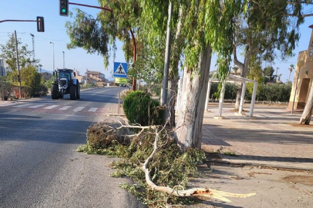 Un arborista realiza un seguimiento a los ejemplares susceptibles de sufrir fatiga y estrés térmico en Lorca - 4, Foto 4