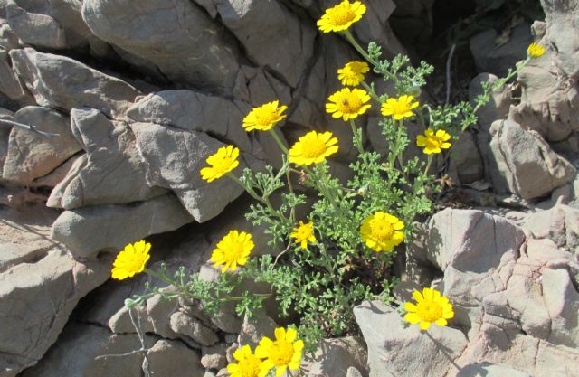 Ocho especies de flora vulnerable y en peligro de extinción en Murcia - 1, Foto 1