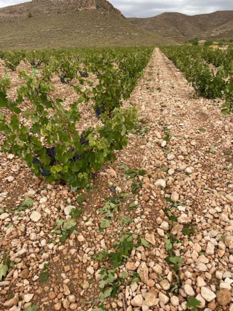 Técnicos de Agricultura evalúan los daños producidos en los cultivos tras la última tormenta de granizo Técnicos de Agricultura evalúan los daños producidos en los cultivos tras la última tormenta de granizo