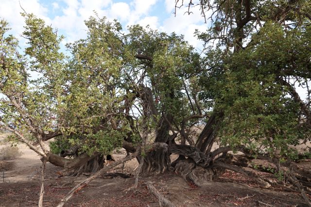 Los árboles de Lorca no tienen políticos a la altura de la gravedad del problema que padecen con la sequía y el cambio climático - 1, Foto 1