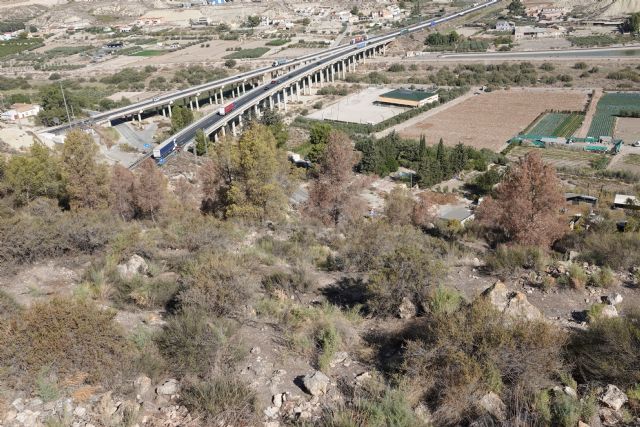 Los árboles de Lorca no tienen políticos a la altura de la gravedad del problema que padecen con la sequía y el cambio climático - 2, Foto 2