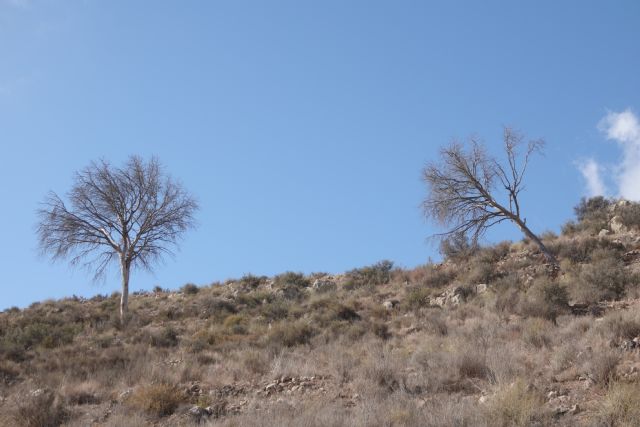 Los árboles de Lorca no tienen políticos a la altura de la gravedad del problema que padecen con la sequía y el cambio climático - 3, Foto 3