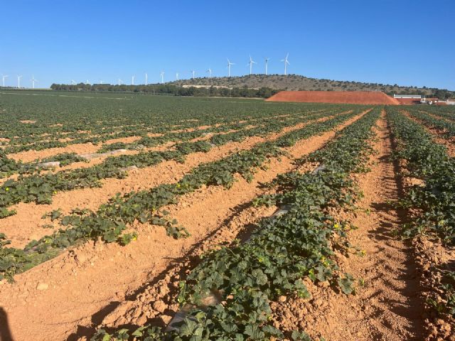 El Secreto de mi Tierra afronta la recta final de la campaña de melón piel de sapo con un 40% más de producción que en 2023 - 2, Foto 2