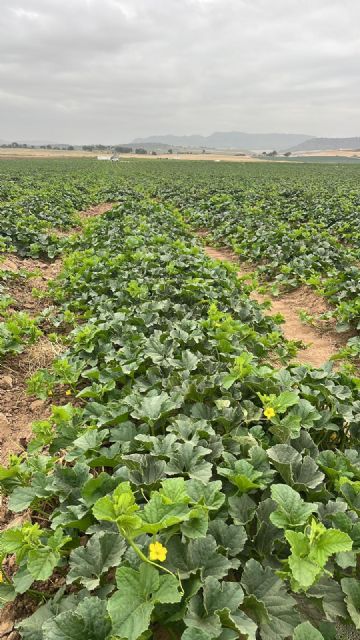 El Secreto de mi Tierra afronta la recta final de la campaña de melón piel de sapo con un 40% más de producción que en 2023 - 3, Foto 3