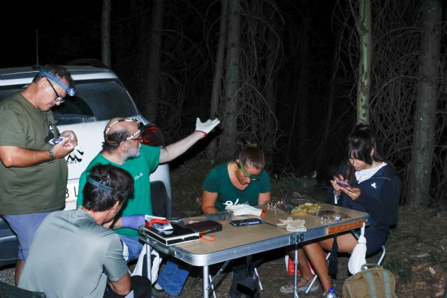 Un año dedicado a la conservación de murciélagos forestales en Albacete - 3, Foto 3