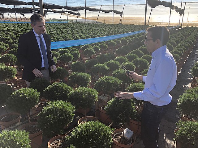 El cultivo de flor cortada aumenta en la Región en el último año y ya se producen más de 250 millones de unidades - 1, Foto 1