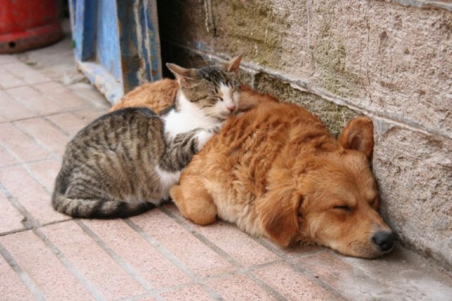 Prorrogan el contrato de servicios para la recogida de animales abandonados, vagabundos o extraviados y la gestión de animales muertos en el término municipal - 1, Foto 1