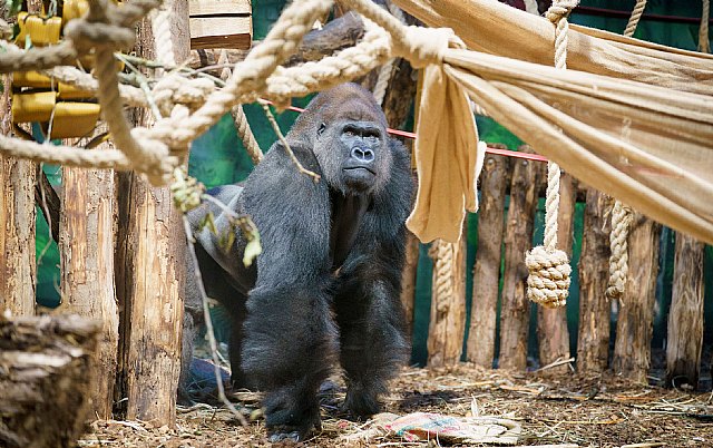 Kiburi en el Gorilla Kingdom del Zoo de Londres (c) ZSL DHL, Foto 1