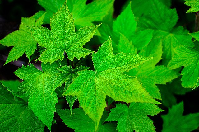 El verde, el color estrella de 2022 para la creación de páginas web - 1, Foto 1