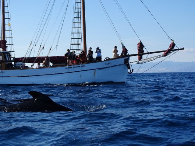 Calderones marcados recorren el Mediterráneo español - 1, Foto 1