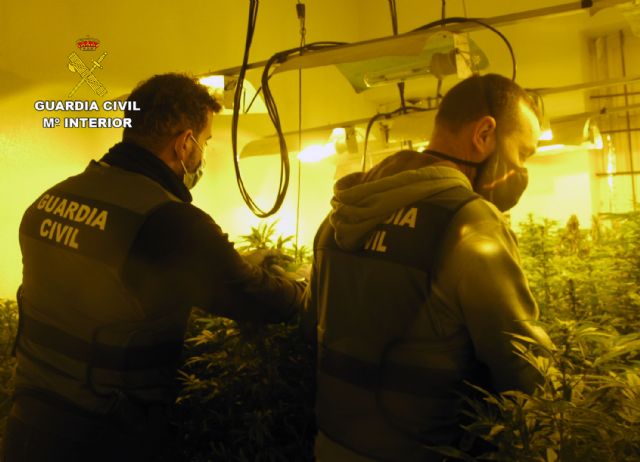 La Guardia Civil desmantela en una casa de campo de Librilla un invernadero intensivo con cerca de 200 plantas de marihuana - 5, Foto 5