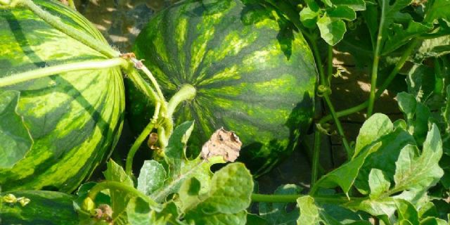 Plan de fertilización para melón y sandía bajo las premisas de precocidad, grados Brix y rentabilidad - 1, Foto 1