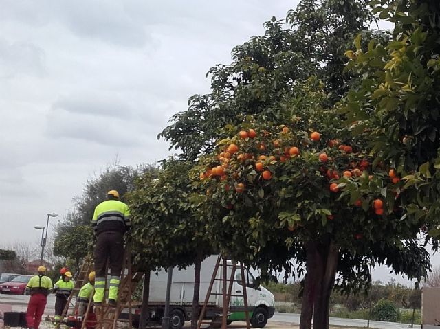 Parques y Jardines finaliza la poda de los 15.000 naranjos del municipio - 1, Foto 1