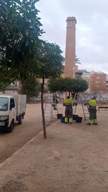 Parques y Jardines finaliza la poda de los 15.000 naranjos del municipio - 2, Foto 2