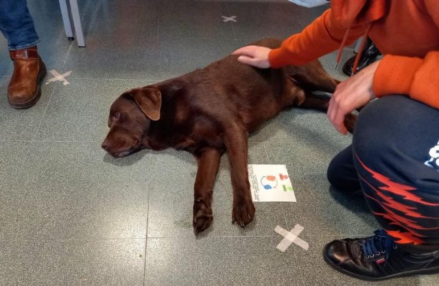 La Cátedra Animales y Sociedad desarrolla un proyecto de terapia asistida con perros para personas diagnosticadas con trastorno psicótico - 1, Foto 1