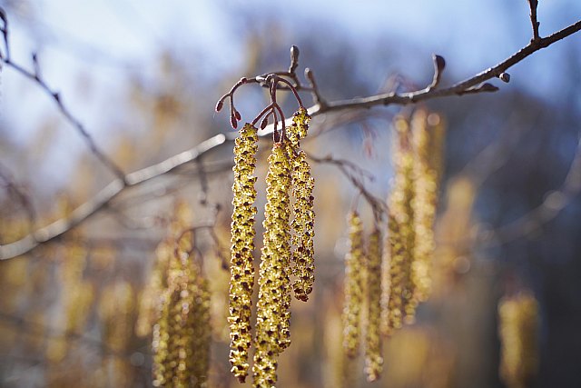 5 consejos para reducir los síntomas de la alergia esta primavera 5 consejos para reducir los síntomas de la alergia esta primavera