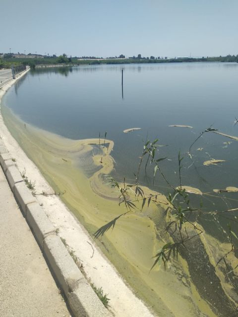 Ecologistas en Acción reclama la intervención urgente ante la aparición de varios cadáveres de aves protegidas en las Lagunas de Campotéjar - 1, Foto 1