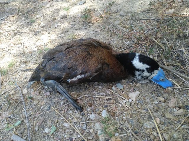 Ecologistas en Acción reclama la intervención urgente ante la aparición de varios cadáveres de aves protegidas en las Lagunas de Campotéjar - 2, Foto 2