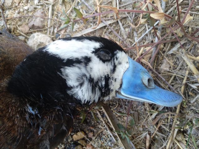 Ecologistas en Acción reclama la intervención urgente ante la aparición de varios cadáveres de aves protegidas en las Lagunas de Campotéjar - 3, Foto 3