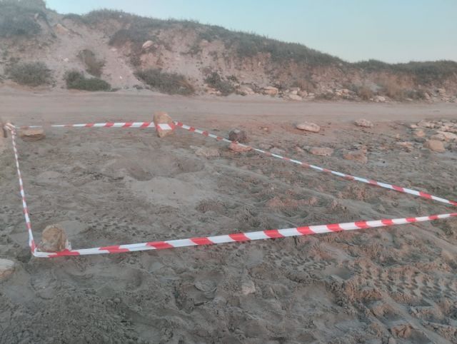 Primeros intentos de anidación de tortuga boba en la Región de Murcia durante el fin de semana - 1, Foto 1