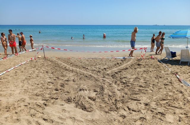 Primeros intentos de anidación de tortuga boba en la Región de Murcia durante el fin de semana - 2, Foto 2