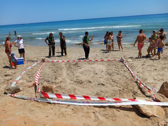 Primeros intentos de anidación de tortuga boba en la Región de Murcia durante el fin de semana - 3, Foto 3