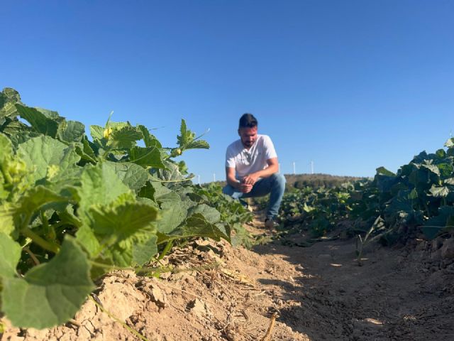 El Secreto de mi Tierra prevé un crecimiento de un 20% en la producción total de melón piel de sapo - 2, Foto 2