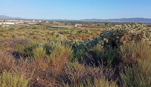 Ganar Totana-IU reclama al Gobierno Regional medidas urgentes para eliminar una especie invasora de cactus en La Aceña del Hierro, Foto 6