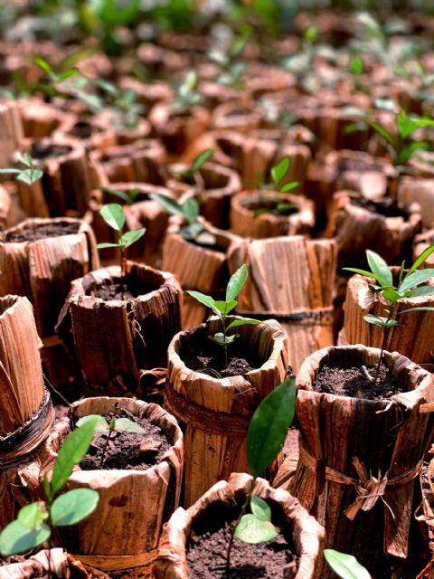 Un español revoluciona los proyectos de reforestación eliminando el uso de plástico del proceso - 3, Foto 3