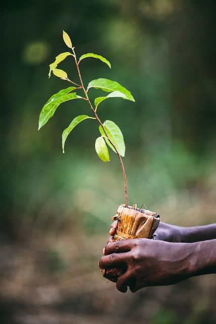 Un español revoluciona los proyectos de reforestación eliminando el uso de plástico del proceso - 4, Foto 4