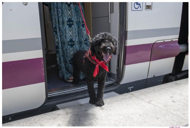 Purina y RENFE: se podrá viajar con mascotas hasta 10kg en los trenes AVLO de alta velocidad - 1, Foto 1