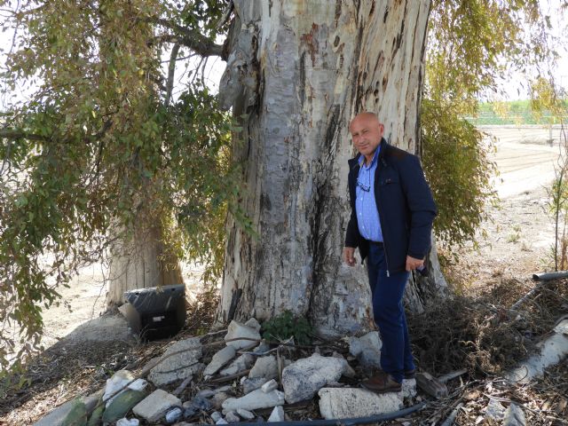 La coalición de izquierdas denuncia en Pleno el abandono de los 42 árboles monumentales de Lorca pese a su protección legal - 1, Foto 1