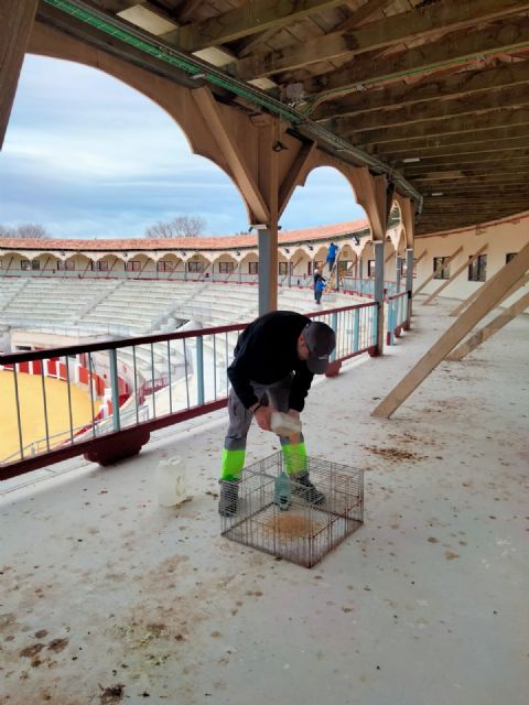 Actuación extraordinaria de control de palomas con rapaces en los espacios e inmediaciones del Coso de Sutullena - 4, Foto 4