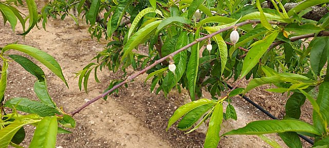 Las indemnizaciones del seguro agrario para la campaña 2022 de producciones frutales superan los 245 millones de euros - 1, Foto 1