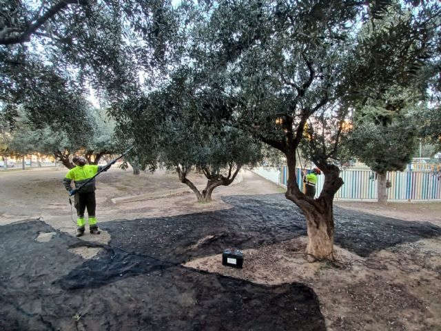 Los olivos municipales darán unos 8.000 litros de aceite que irá destinado a bancos de alimentos y asociaciones benéficas Los olivos municipales darán unos 8.000 litros de aceite que irá destinado a bancos de alimentos y asociaciones benéficas