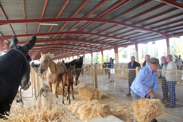 Inaugurada la Feria de Ganado Equino de Puerto Lumbreras 2016 - 2, Foto 2