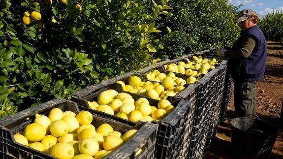 Ws muy urgente congelar la promoción del limón de ailimpo ante la grave crisis de precios y mercados que estamos viviendo actualmente - 1, Foto 1