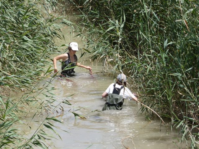 GePescArt 2, un paso para la conservación y estudio de la anguila en el sureste ibérico - 3, Foto 3