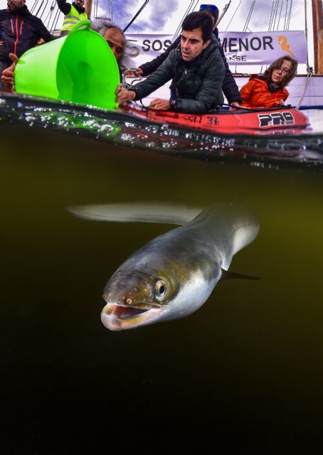 GePescArt 2, un paso para la conservación y estudio de la anguila en el sureste ibérico - 4, Foto 4