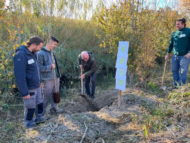 El meandro del río Segura entre El Raal y Beniel recupera el bosque de ribera gracias a la replantación del Ayuntamiento con ANSE - 1, Foto 1