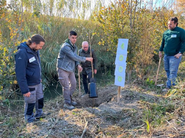 El meandro del río Segura entre El Raal y Beniel recupera el bosque de ribera gracias a la replantación del Ayuntamiento con ANSE - 3, Foto 3