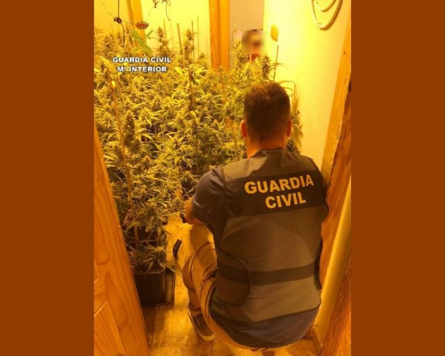 La Guardia Civil desmantela en un piso de Totana un invernadero con más de 200 plantas de marihuana - 1, Foto 1