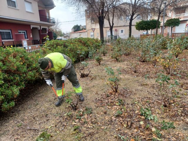 El Ayuntamiento de Murcia comienza a podar más de 10.000 rosales para conseguir una mayor floración a partir de abril - 1, Foto 1